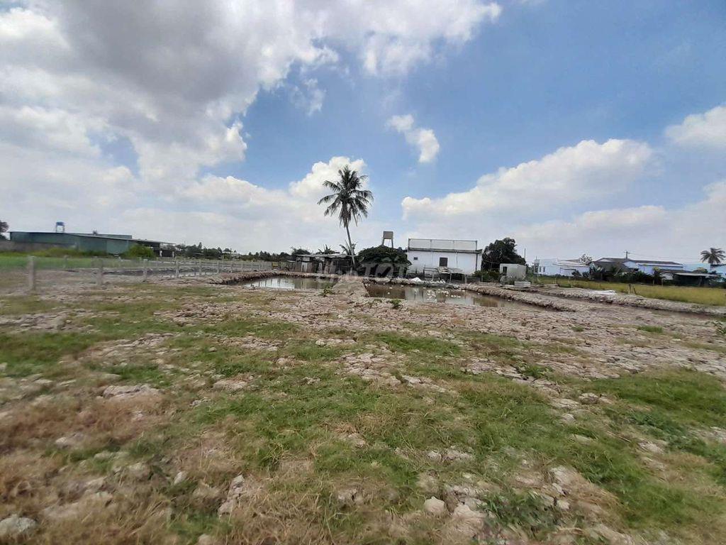 Đất trồng cây Tân Trụ Long An
