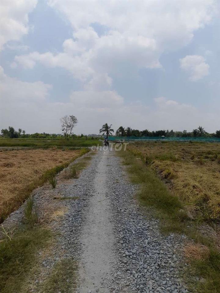 Đất trồng cây Tân Trụ Long An