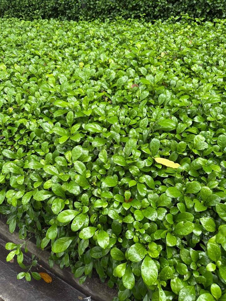 Đất chính chủ, sổ hồng cầm tay