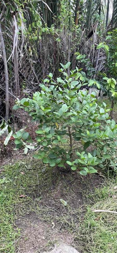 CẦN BÁN LÔ ĐẤT THỔ ẤP TÂN THANH A