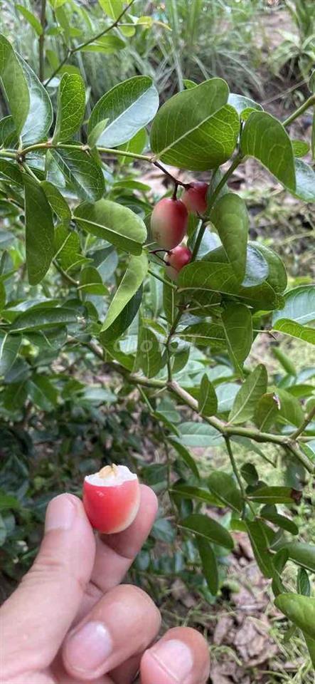 CẦN BÁN LÔ ĐẤT THỔ ẤP TÂN THANH A