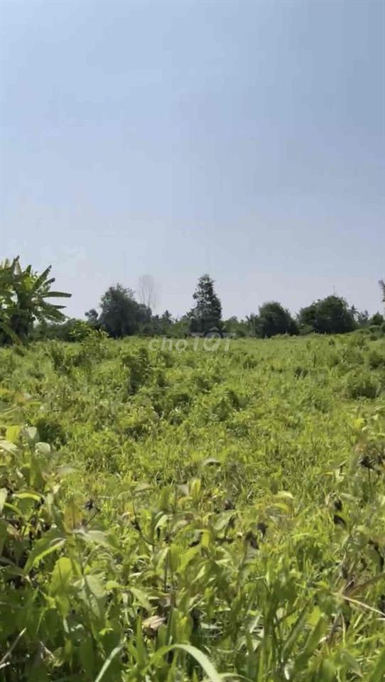 Cần bán đất Long An