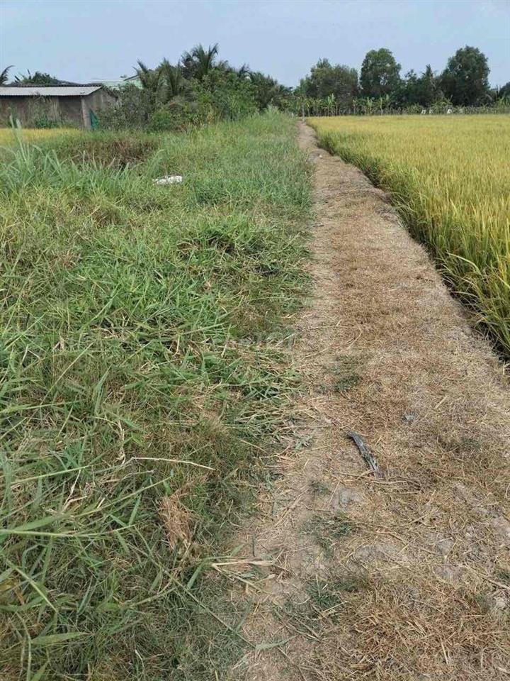 Đất lúa_ Chính chủ