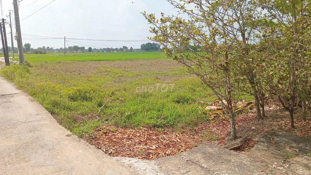 1968m2 đất lúa – quy hoạch full đất thổ