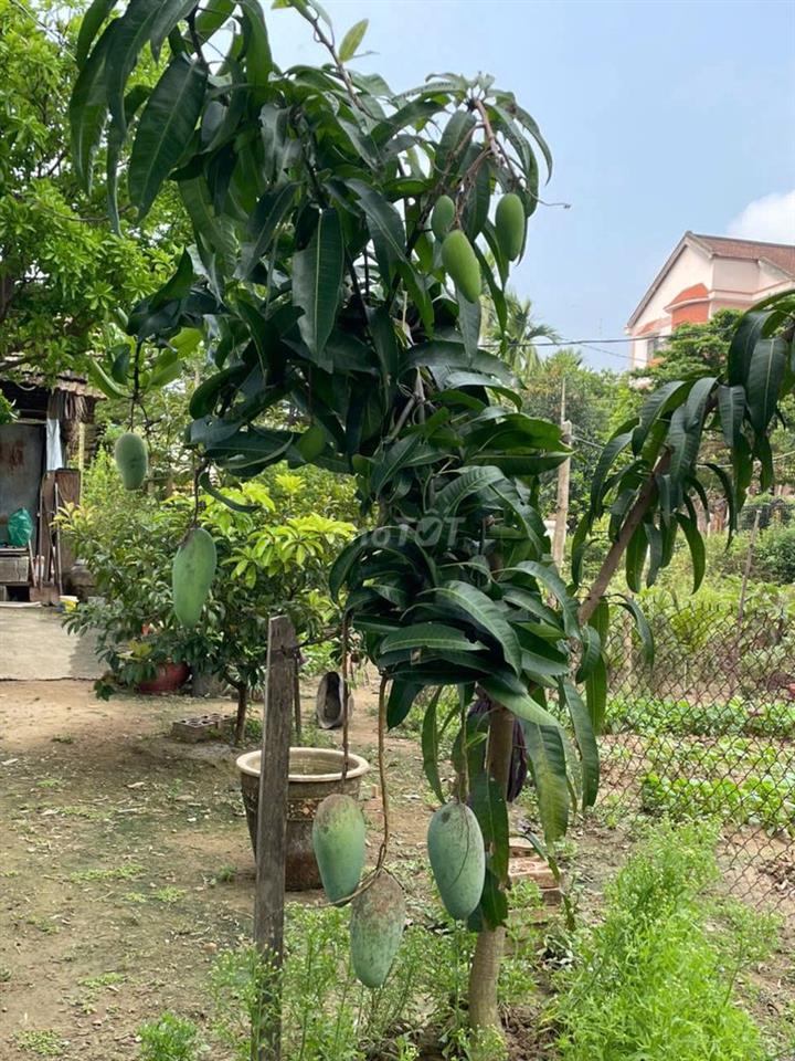 Bán nhà và đất rộng phù hợp ở hoặc xây villa