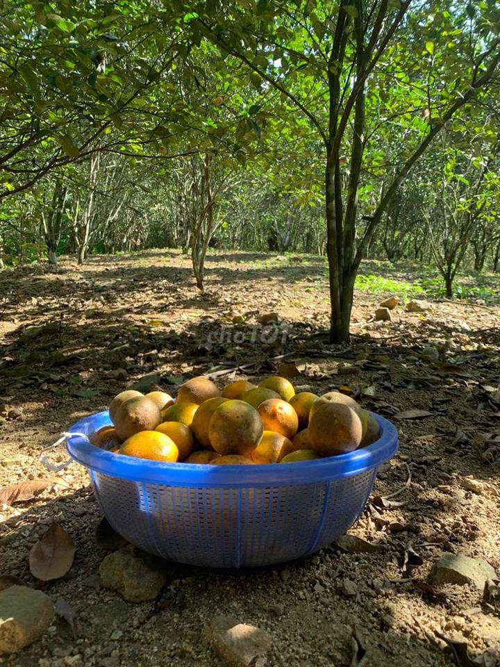 Bán đất trồng cây lâu năm ở Đà Nẵng