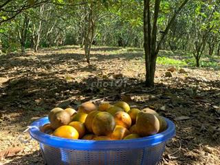 Bán đất trồng cây lâu năm ở Đà Nẵng