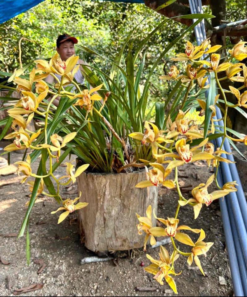 Bán đất trồng cây lâu năm ở Đà Nẵng
