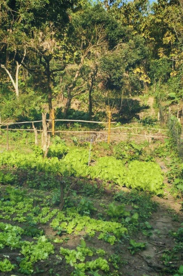 Bán đất trồng cây lâu năm ở Đà Nẵng