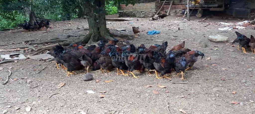 Bán đất trồng cây lâu năm ở Đà Nẵng