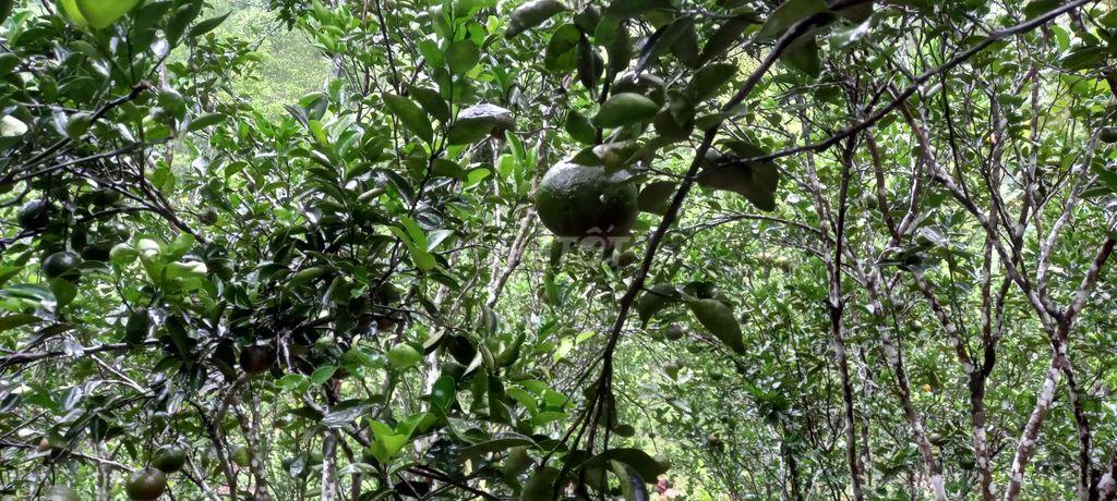 Bán đất trồng cây lâu năm ở Đà Nẵng