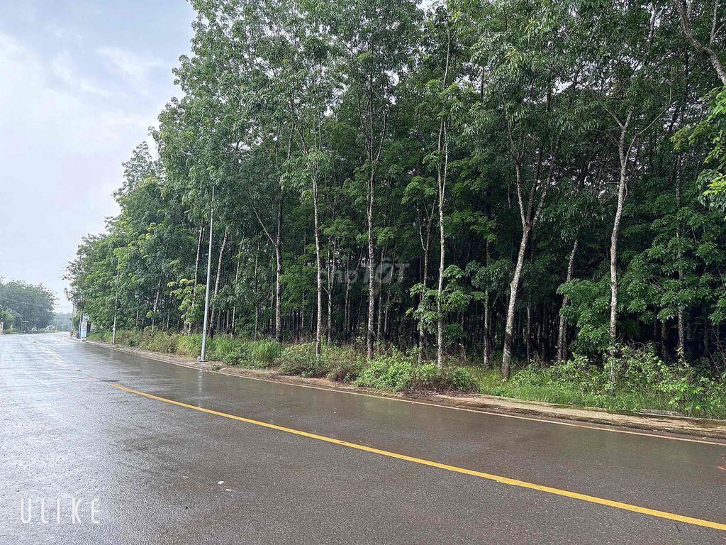 Mặt tiền 45m Huỳnh Văn Bánh, Chơn Thành, Tây Ninh