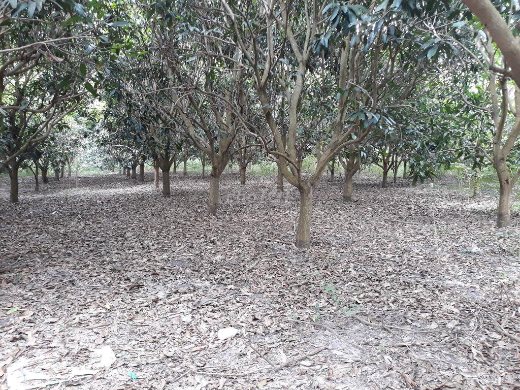Cho thuê vườn cây ăn trái và nhà tại chợ sông xoài Phú Mỹ