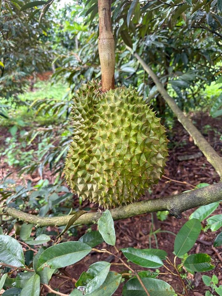 CHÍNH CHỦ CẦN BÁN NHÀ VƯỜN DIỆN TÍCH ĐẸP – KHÔNG GIAN SỐNG LÝ TƯỞNG