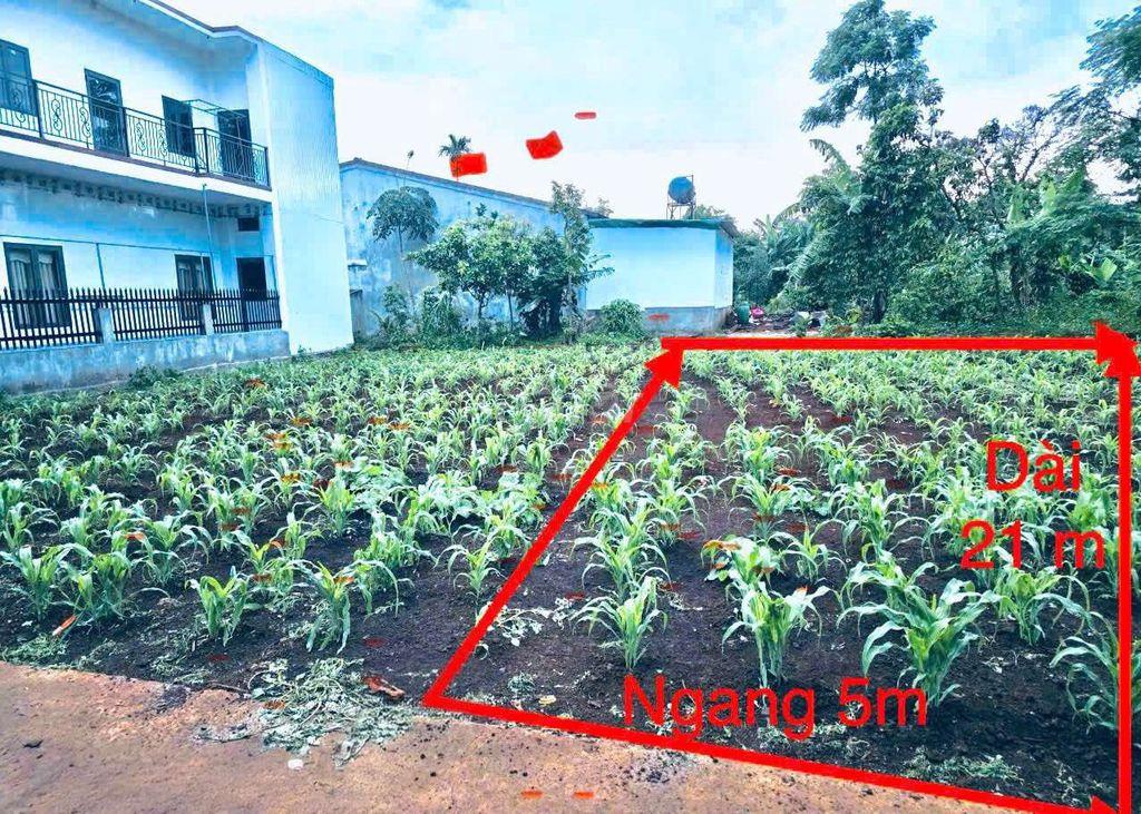 BÁN ĐẤT NỀN KDC BUÔN JU (ĐẠT LÝ) – P. TÂN AN, BMT