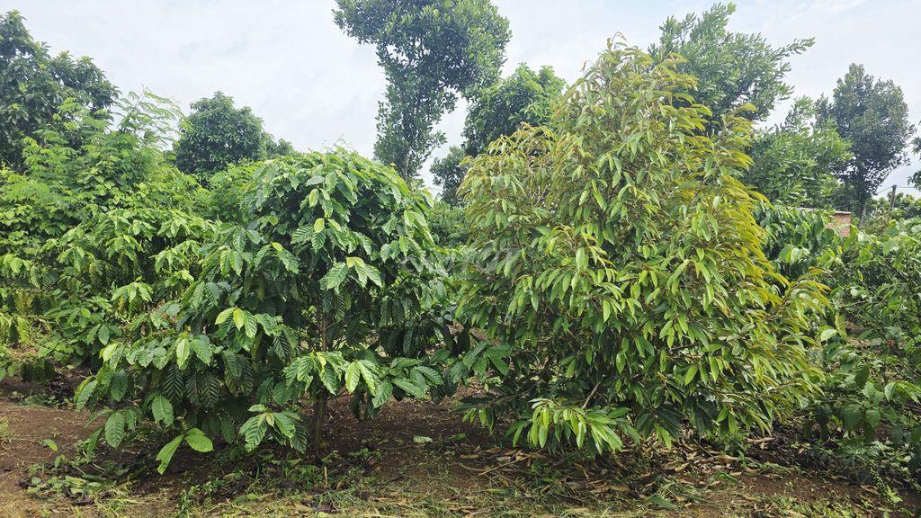 CHÍNH CHỦ BÁN 11,000m2 ĐẤT VƯỜN PHÚ XUÂN ĐẮK LẮK