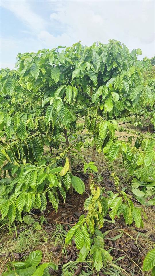 CHÍNH CHỦ BÁN 11,000m2 ĐẤT VƯỜN PHÚ XUÂN ĐẮK LẮK