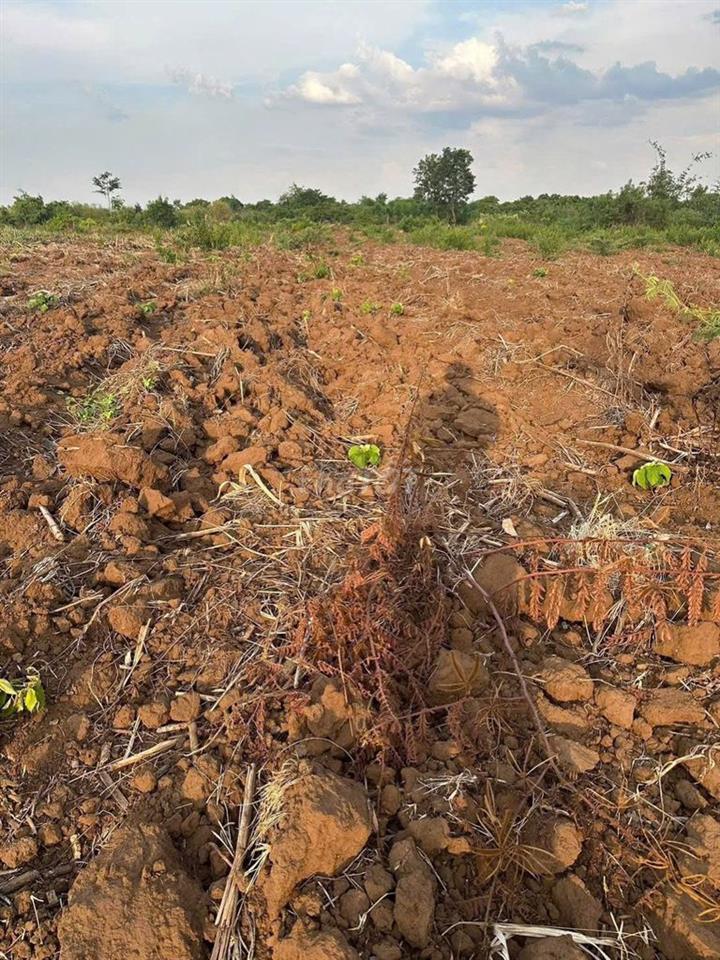 Cần bán 3,7 ha đất rẫy