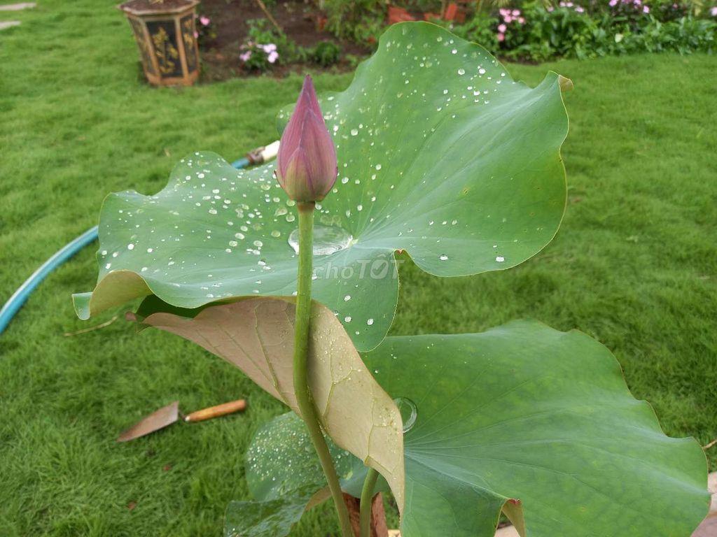 Khu Vườn Nhỏ