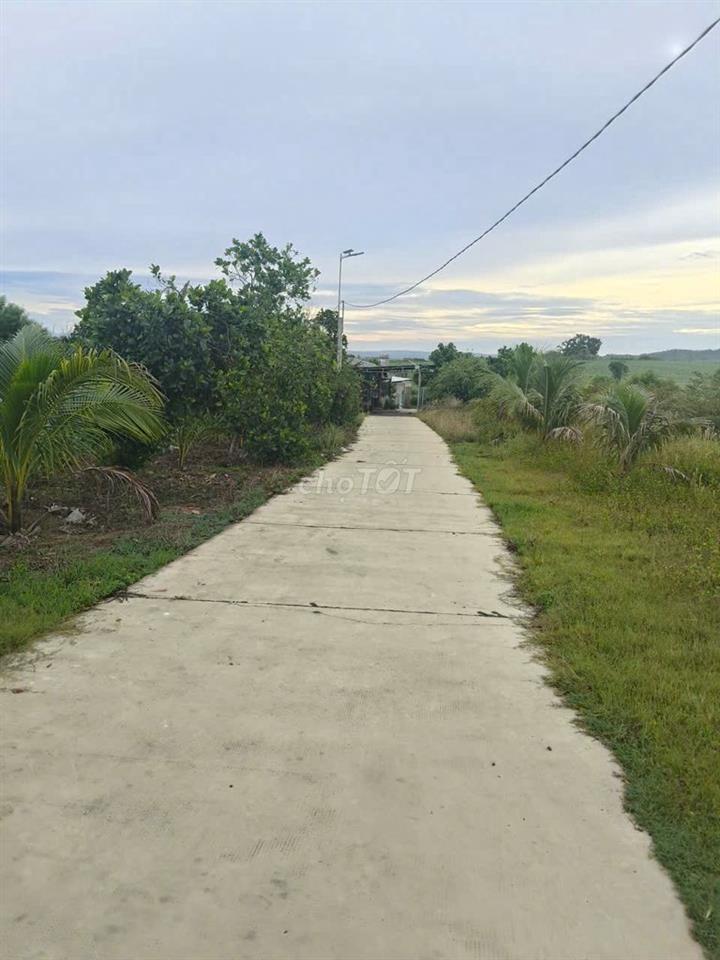 Bán trang trại