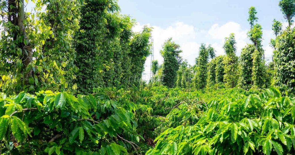 Đất Liên Kết Hoà Thắng