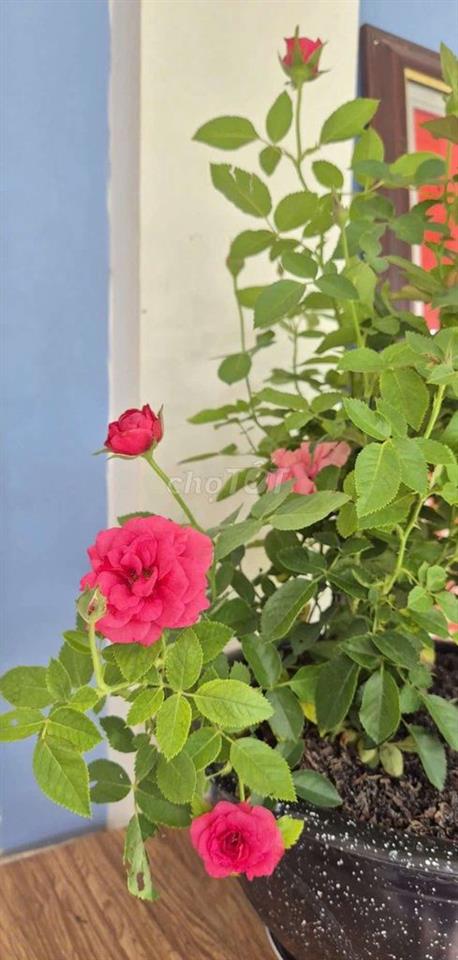 BÁN NỀN ĐƯỜNG SỐ 5 - KDC TT VĂN HÓA TÂY ĐÔ - ĐỐI DIỆN CÔNG AN PHƯỜNG