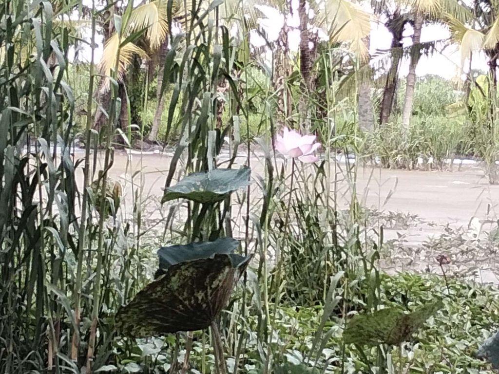 Cho thuê đất (làng bè du lịch cũ)