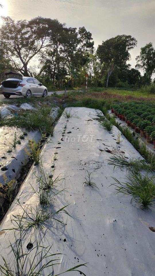 Bán đất kv thới bình phường Thới An Đông giáp ranh Long Hòa lộ ô tô 4m
