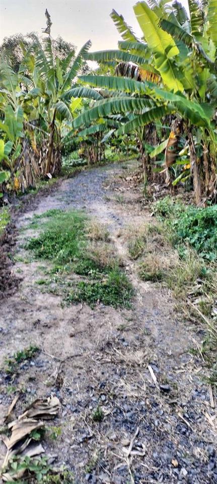 Bán đất kV Thới Bình Thới An Đông gần QL91b và Nguyễn Viết Xuân