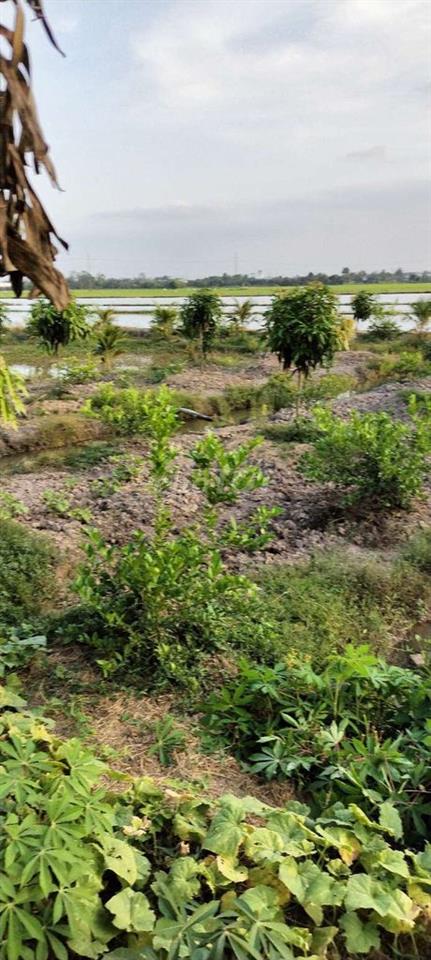 Bán đất kV Thới Bình Thới An Đông gần QL91b và Nguyễn Viết Xuân