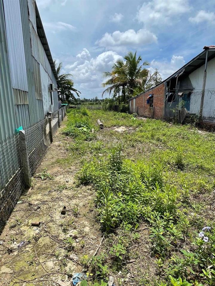 🏡 CHUYỂN NHƯỢNG ĐẤT PHƯỚC THỚI – Ô MÔN | 1.496M² | 248M² THỔ CƯ | GIÁ