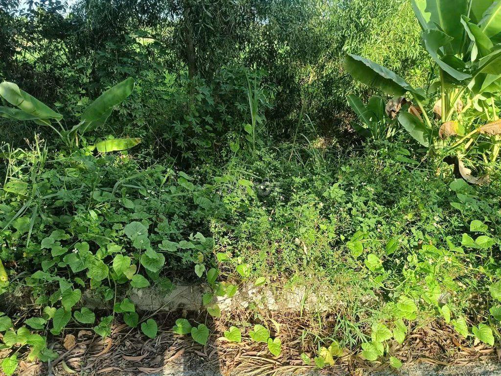 bán nền rộng