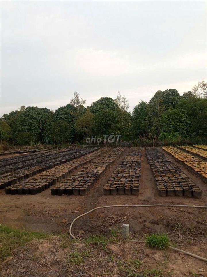 Bán đất 6m x 25m (CLN)