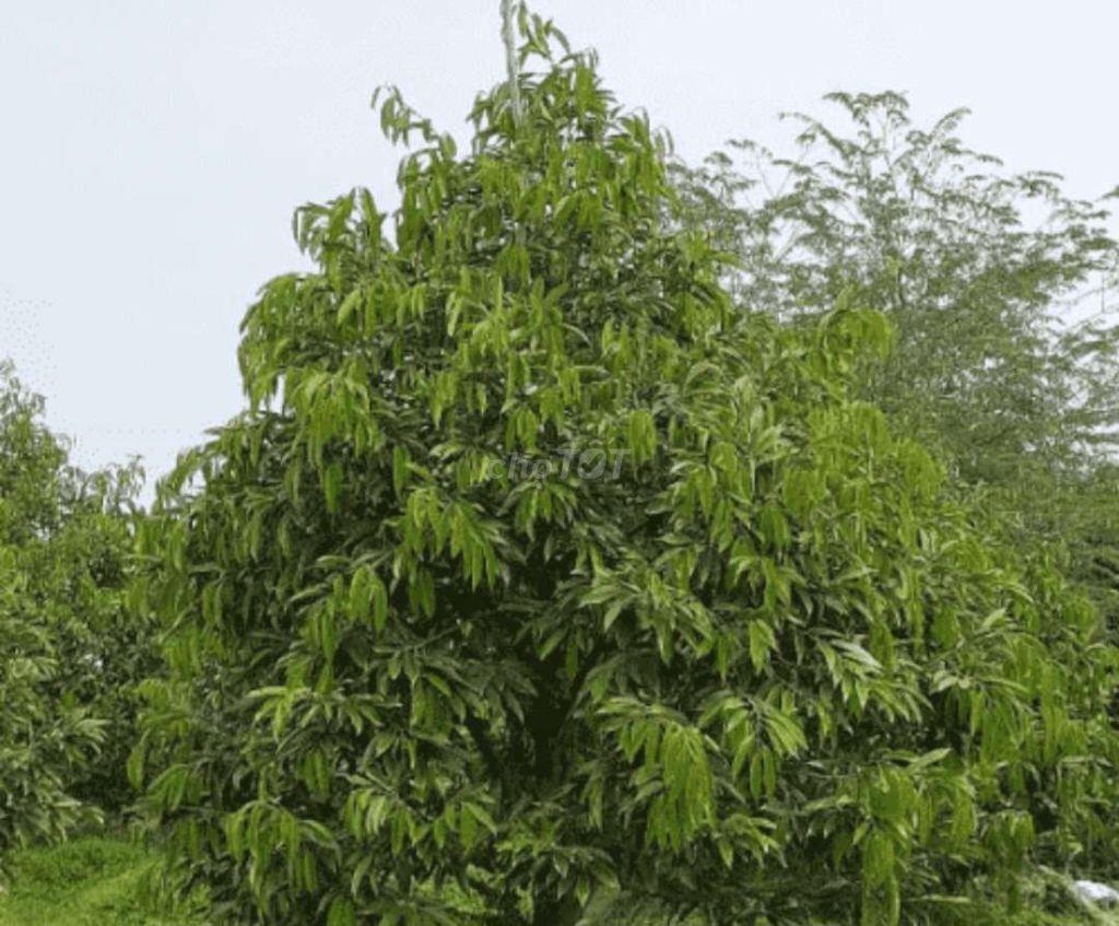 BÁN VƯỜN SẦU RIÊNG