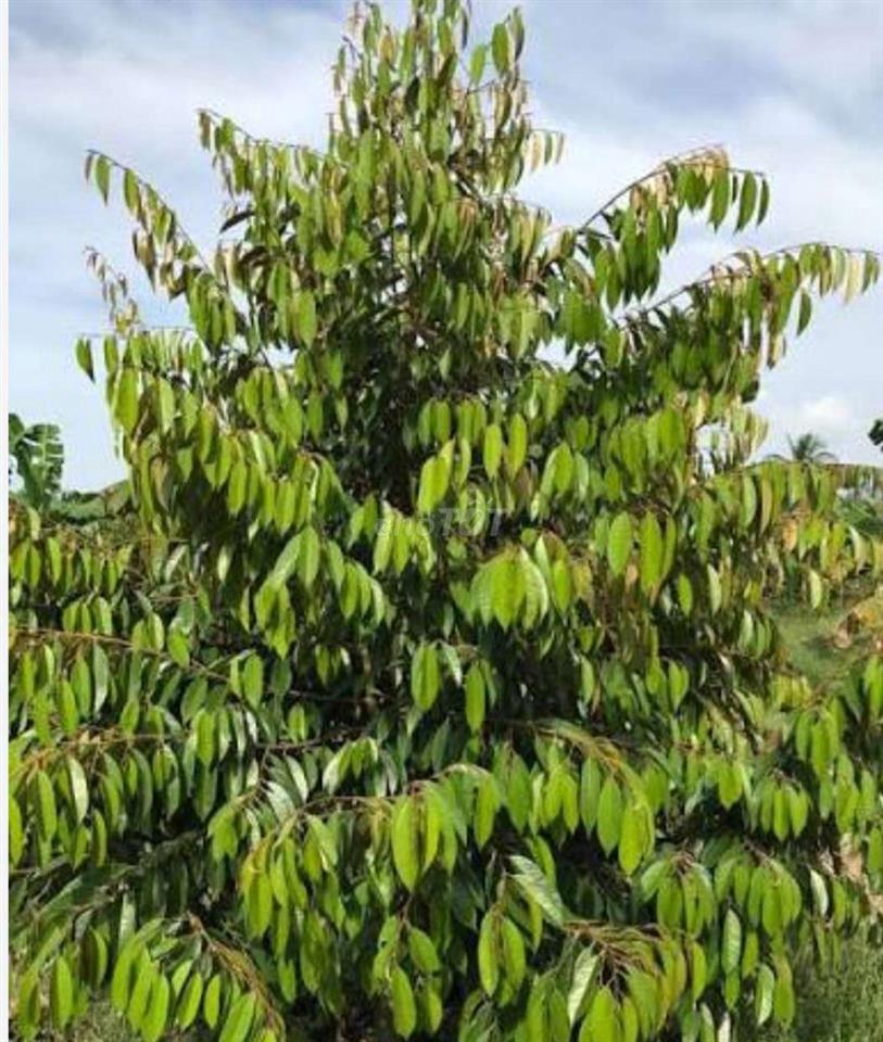 BÁN VƯỜN SẦU RIÊNG