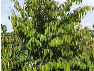 BÁN VƯỜN SẦU RIÊNG