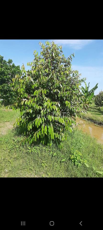 BÁN VƯỜN SẦU RIÊNG