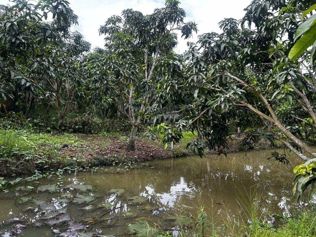 Đất thổ cư có nhà và cây lâu năm