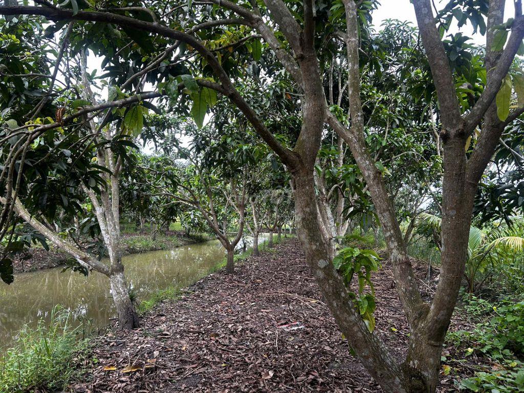 Đất thổ cư có nhà và cây lâu năm