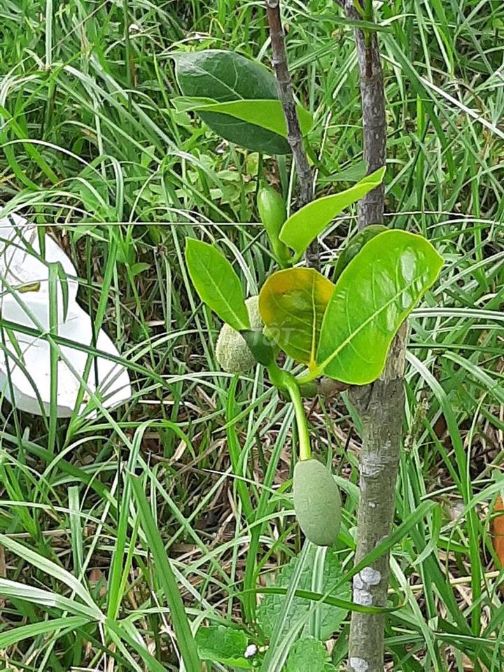 Đất cây lâu năm gần sân bay xây nhà vườn