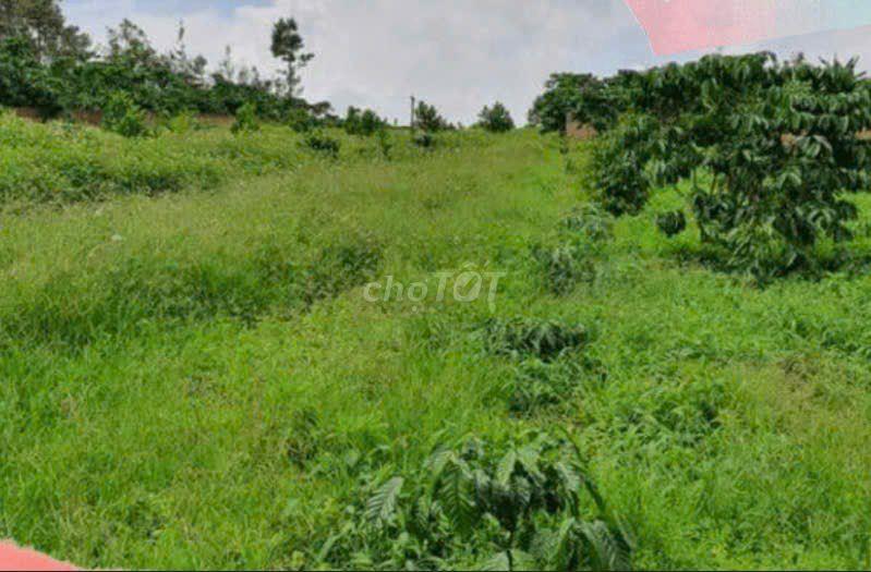 Cho thuê 3 công rưỡi đất vườn trồng cây 1năm 12tr