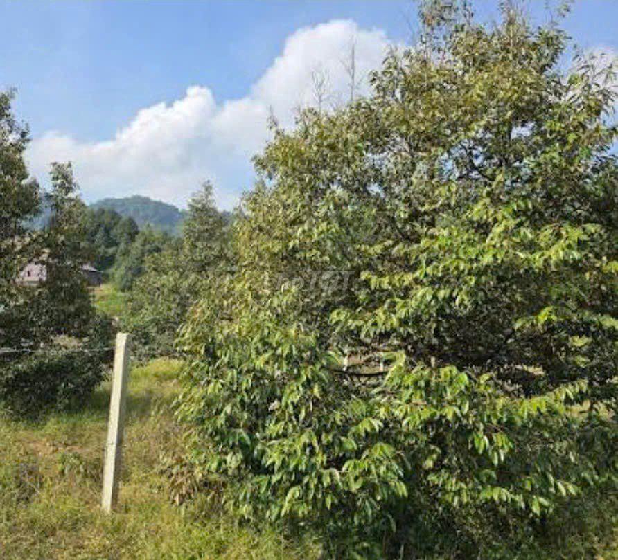 Cho thuê 3 công rưỡi đất vườn trồng cây 1năm 12tr