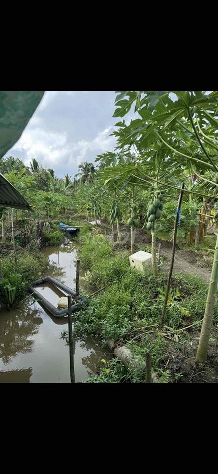 ban 6500m đất vườn thuộc xã Thạnh hoă