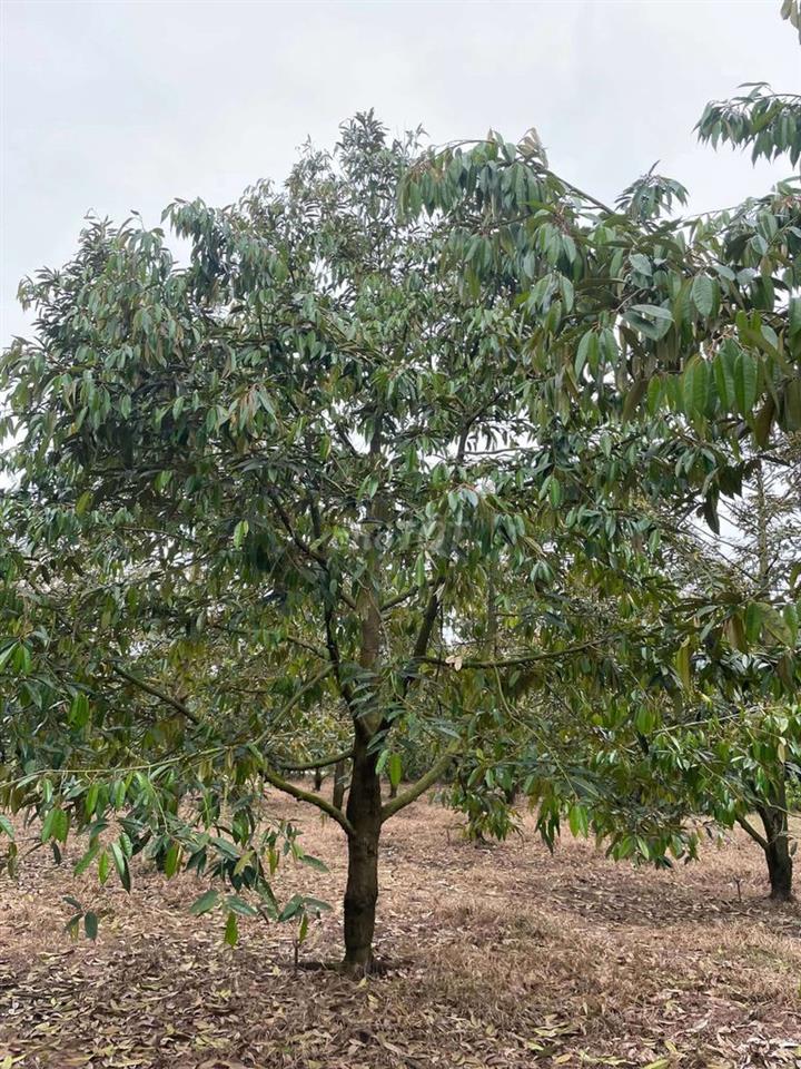 vườn sầu riêng thái