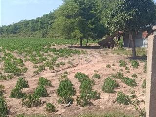 Bán đất Bình thuận giá rẻ