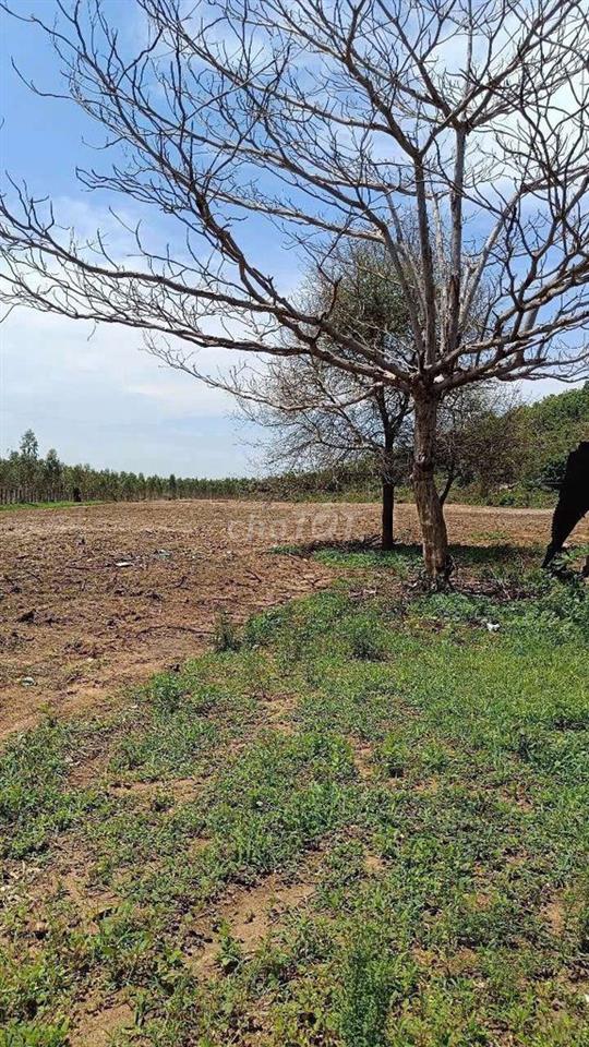 Bán đất Bình thuận giá rẻ