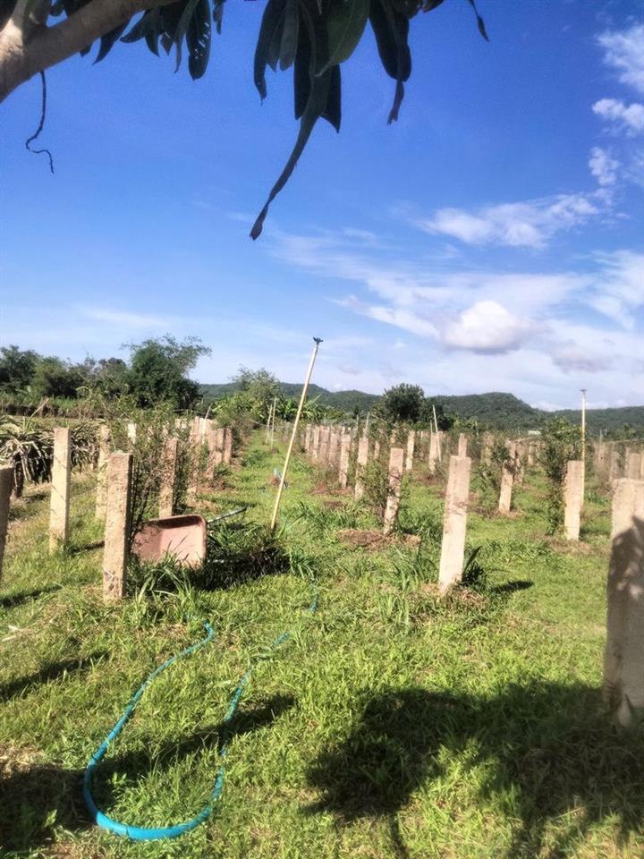 bán gấp đất Hàm Thuận Bắc, Phan Thiết