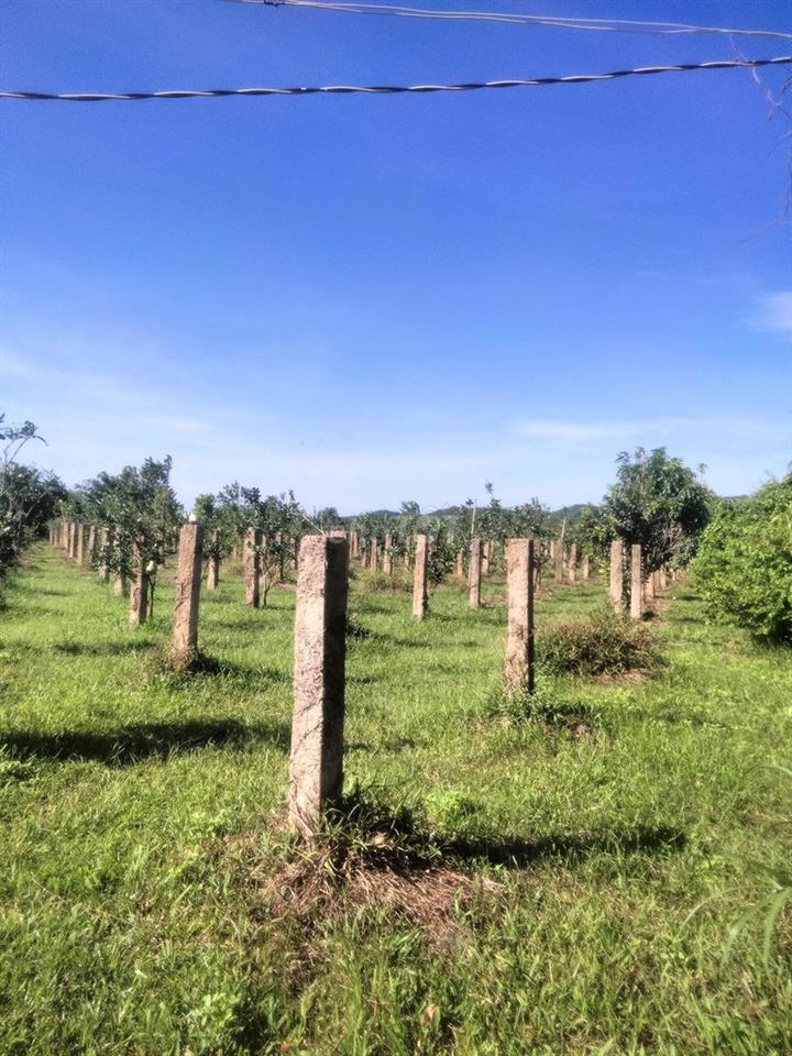 bán gấp đất Hàm Thuận Bắc, Phan Thiết