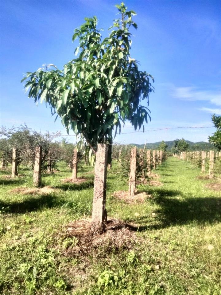 bán gấp đất Hàm Thuận Bắc, Phan Thiết