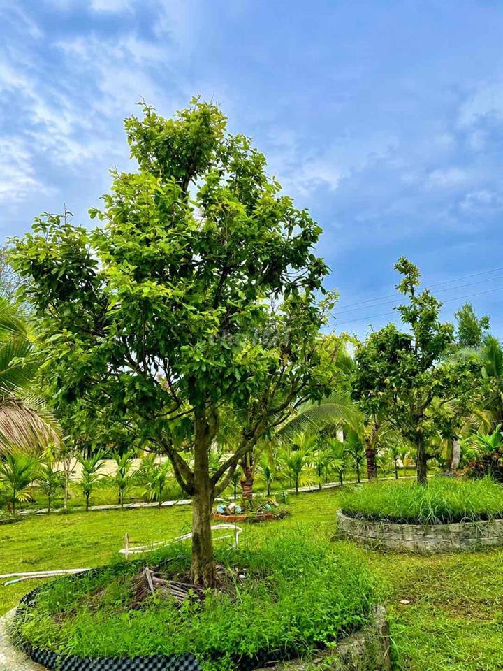 đất vườn view nghỉ dưỡng